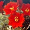 Rebutia_fabrisi